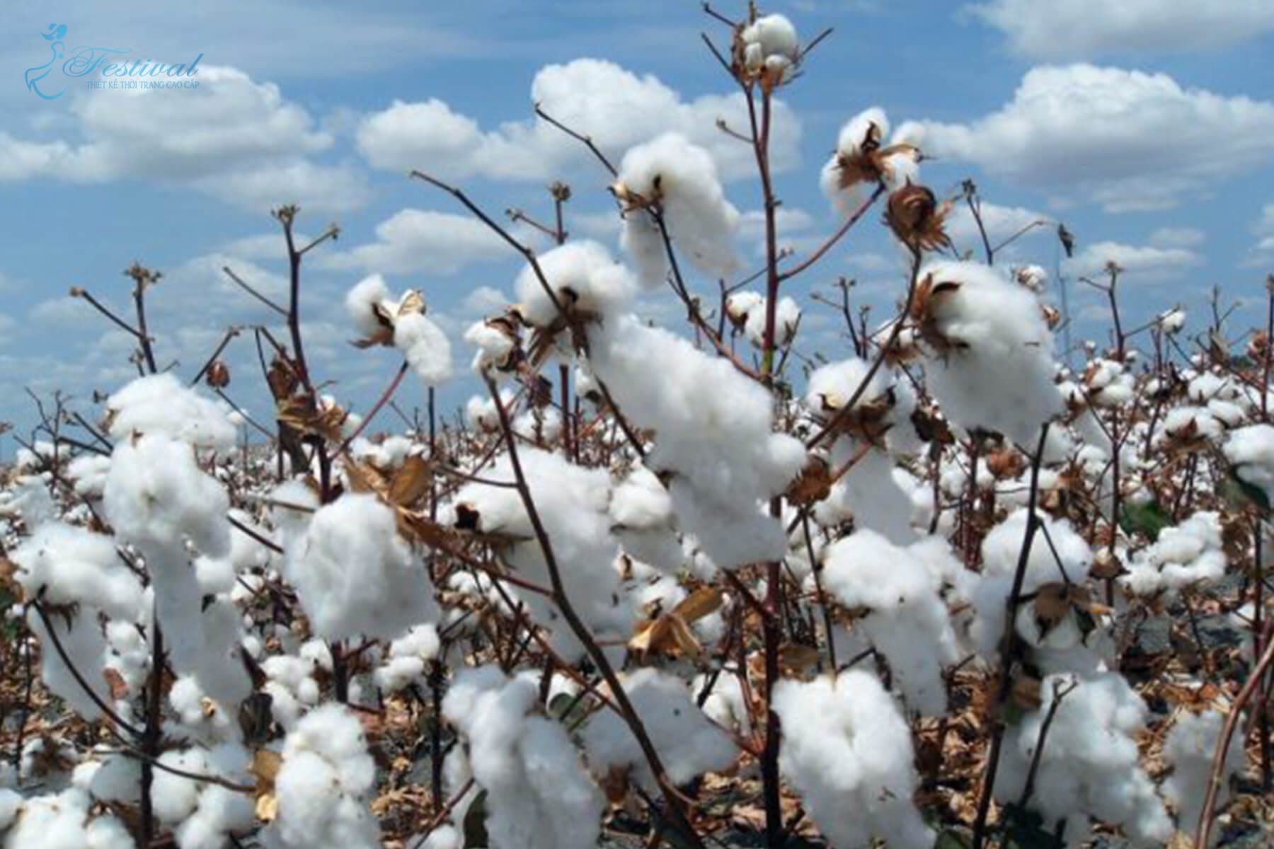 Nguồn gốc - Vải cotton là gì? Hiểu rõ hơn về các loại vải cotton
